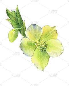 第一种春季野花嚏根草(又称冬玫瑰、圣诞玫瑰、四旬斋嚏根草)。手绘水彩画插图孤立的白色背景。