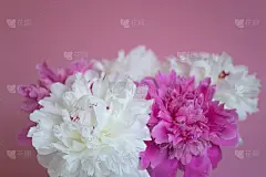 美丽的牡丹花束在粉红色的背景与复制空间。花卡。邀请卡。贺卡