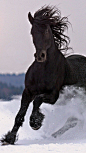 .Friesian horse stallion black baroque