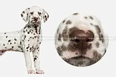 20款高清大麦町狗斑点狗宠物犬幼犬小狗png免抠摄影插画图片设计素材下载_颜格视觉