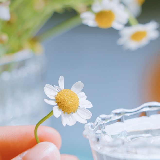 小洋甘菊