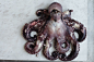 Seafood projects | Behance 上的照片、视频、徽标、插图和品牌