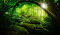 General 2048x1226 nature trees forests green sun rays sunlight branches stones moss