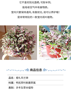 twinkle_star采集到ZW立体绿化-垂吊植物