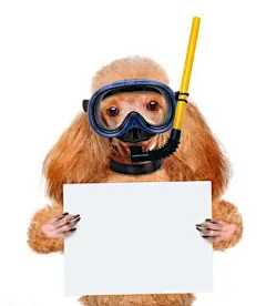 点击来源直接获取大图文件 |狗潜水员