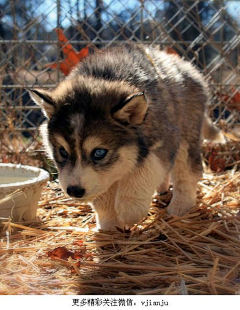 沉酣者采集到猫、犬科动物