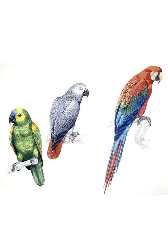 鹦形目鹦鹉科非洲灰鹦鹉属非洲灰鹦鹉