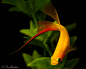 Swordtail making a sharp turn