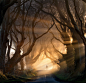 the-dark-hedges-tree-tunnel-2