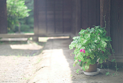 _沧海采集到.那些花儿