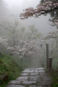 葉木兮采集到风景