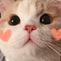 猫咪头像 - 堆糖，美图壁纸兴趣社区