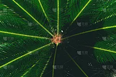 棕榈科亚信论坛