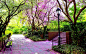性质树粉红色的楼梯板凳景区灯柱HDR摄影公园 - 壁纸（#1475003）/ Wallbase.cc