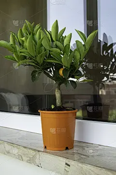 栽在花盆里的柑橘树
