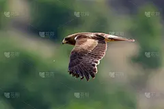 猛禽飞行(飞天aquila pennata)