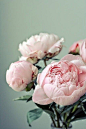 Beautiful Pink Peonies//