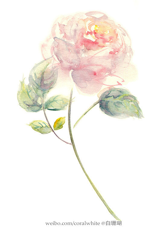 白珊瑚coral  的插画 201403...