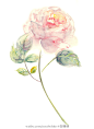 白珊瑚coral  的插画 20140309粉玫瑰