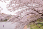 风光摄影：樱花祭