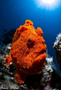 Macro fisheye inon bugeye 10cm frogfish Red Sea , #采集大赛#