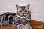 #美短##银虎斑加白##纯种猫##圣诞##宠物##猫咪##搞笑##手绘##可爱# #喵星人# #萌#