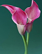[马蹄莲（Calla lily）]
别称：慈菇花、水芋马、观音莲
红色马蹄莲花语：圣洁虔诚、永结同心、吉祥如意、清净、喜欢