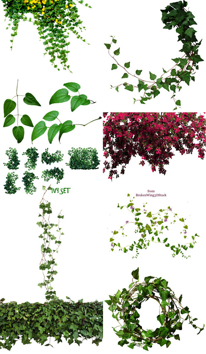 藤条类植物高清摄影图片 - 素材中国16...