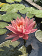 (803) Pinterest