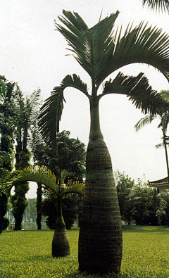 刘小二的2采集到热带植物