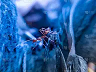 红蚂蚁神奇的动物图片