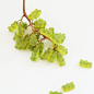 (12) Pinterest