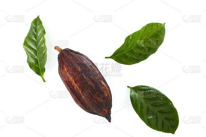 可可豆荚和可可叶