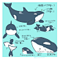 (51) Pinterest