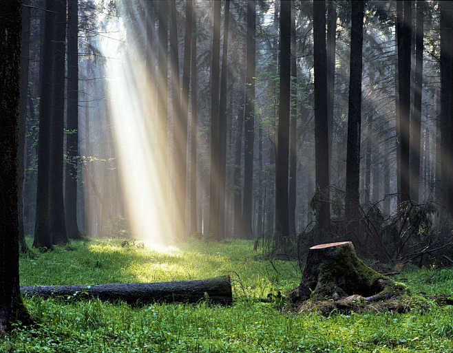 RUSSIAN FOREST LIGHT...