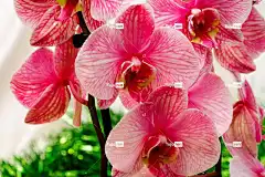 兰花 美丽的花朵 花壁纸 花卉 粉色的 花瓣 自然 异国情调