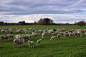 羊, 草地, 景观, 羊群的羊, 牧场, 云, 家畜, 天空
