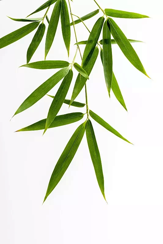 竹子叶特写白色背景素材图片-花瓣网