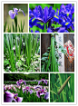 #花瓣花语录#菖蒲，天南星科多年水生草本植物，花期6~9月，果期8~10月，种类繁多。菖蒲叶丛翠绿，端庄秀丽，全株芳香。可作香料或驱蚊虫；茎、叶可入药。端午节除了包粽子和赛龙舟外，还有一些各地的民间习俗。如每到端午节这一天，家家户户都在大门上悬挂菖蒲与艾叶，驱鬼辟邪。菖蒲花语：神秘的人/信仰者的幸福!