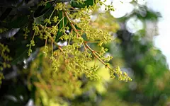 二十四节气大暑桌面壁纸 第3张 1920x1200 桌面壁纸 (天堂图片网)