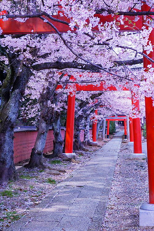 Tunnel of red torii ...
