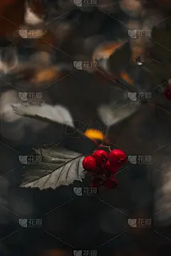 野生的红浆果生长在干燥的秋天树在模糊的秋天背景。秋季，季节的活植物在自然界。