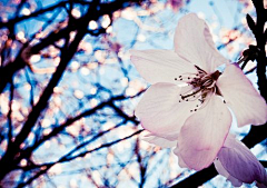 御手✿霖采集到花草