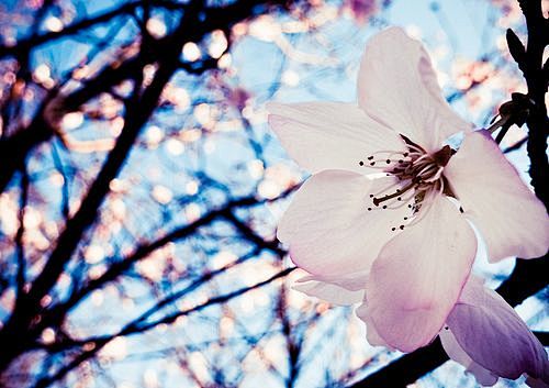 樱花