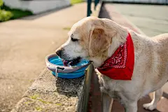 点击来源直接获取大图文件 |拉布拉多犬在街上从碗里喝水。狗在喝水。