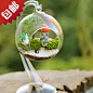 水晶玻璃吊球花器 苔藓微景观龙猫多肉花盆景植物盆栽苔藓瓶小品