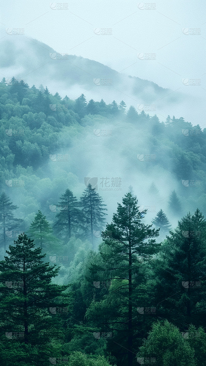 风光通用实景森林云雾背景图片素材