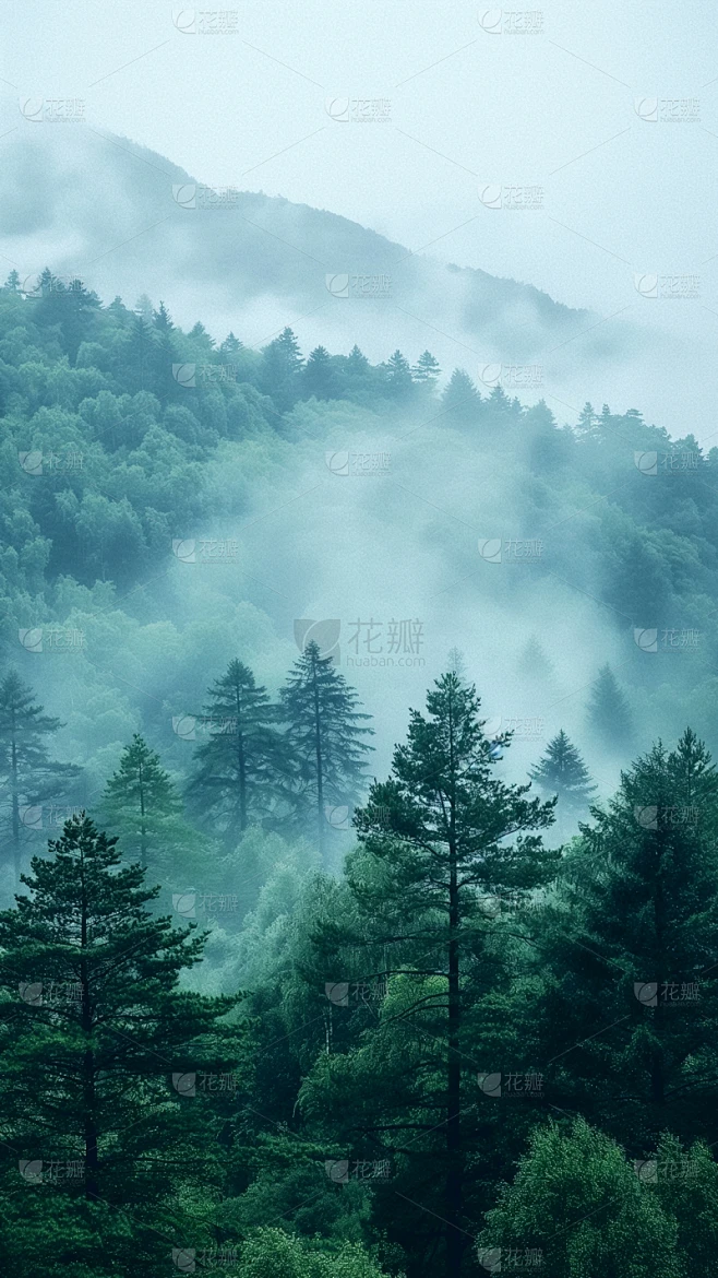 风光通用实景森林云雾背景图片素材素材-花瓣网