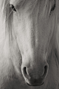 【新提醒】很干净的“马”摄影作品（很有绅士风范的装饰画） - 马蹄网
