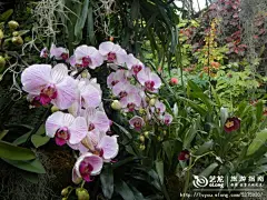 新春 兰之狂欢, 笑悟兰因旅游攻略